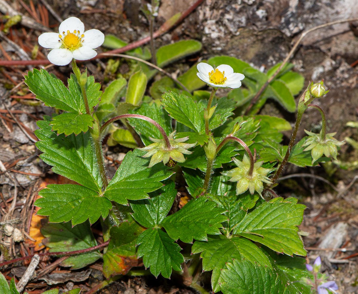Habitus